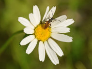 Kleiner Halsbock Pseudovadonia livida
