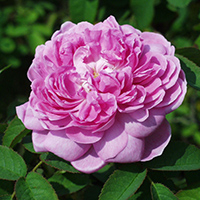 Rosa centifolia muscosa 'Catherine de Wurttemberg'