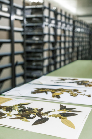 Herbarium Botanischer Garten Berlin