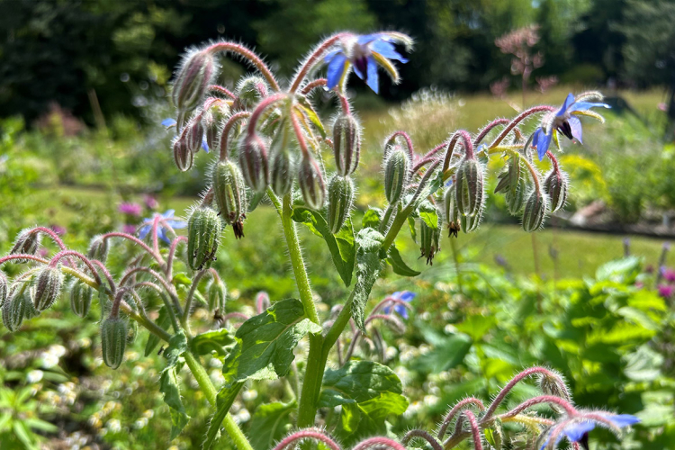 Borretsch