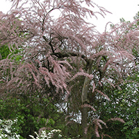 Französische Tamariske (Tamarix gallica)