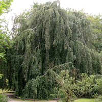 Fagus sylvatica Pendula Fagus sylvatica Pendula