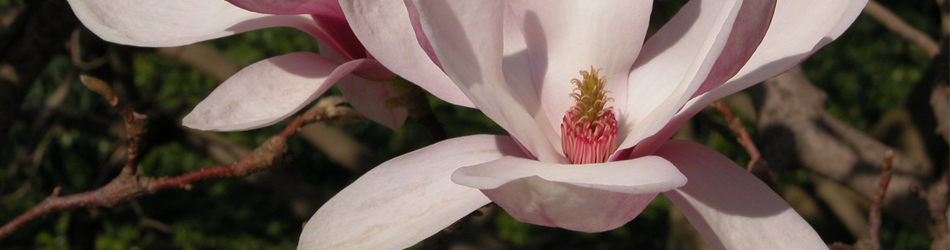 Magnolie - Magnolia x soulangiana Magnolie - Magnolia x soulangiana