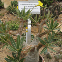 Pachypodium rosulatum var gracilius Pachypodium rosulatum var gracilius