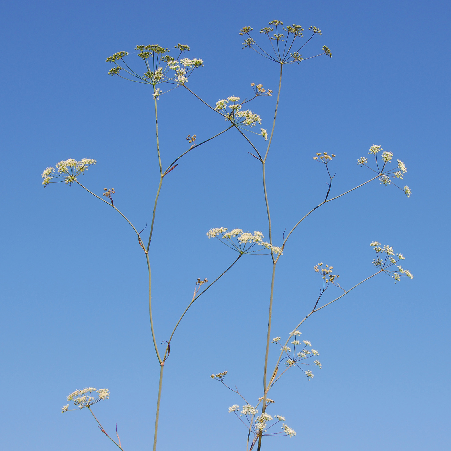 Scaligeria alziarii