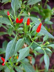 Capsicum_frutescens_Früchte