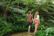 Baumfarne im Botanischen Garten Berlin