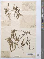 Pflanzenbelege im Willdenow-Herbar / Herbarium Berolinense im Botanischen Garten Berlin