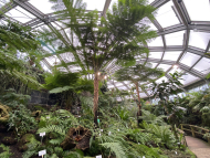 Farnhaus im Botanischen Garten Berlin