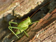 Grünes Heupferd Tettigonia viridissima