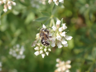 Punktierte Wollbiene Anthidium punctatum