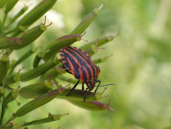 Streifenwanze Graphosoma italicum