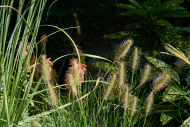 Berlinerstaudenmarkt Botanischer Garten