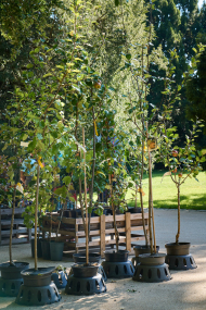 Berlinerstaudenmarkt Botanischer Garten