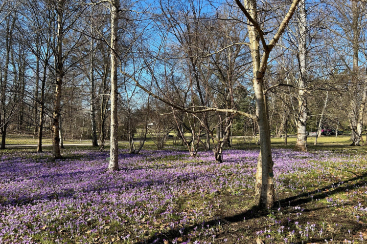 Wiese voller Krokusse