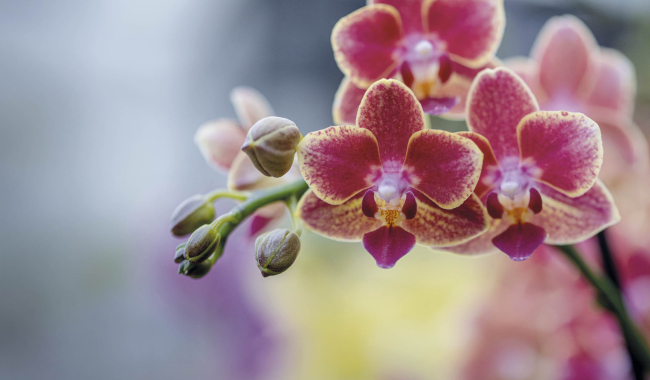 Orchidee Pflanze 