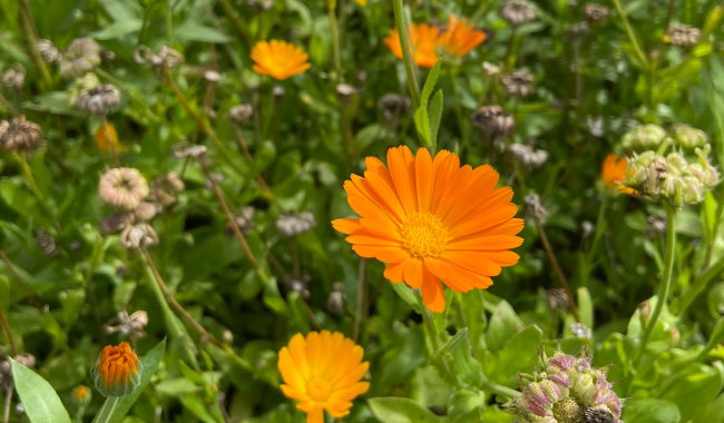<p>Ringelblumen</p>