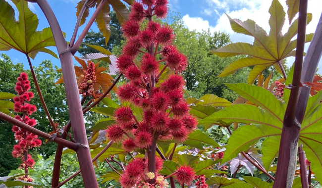 <p>Ricinus communis oder Wunderbaum</p>