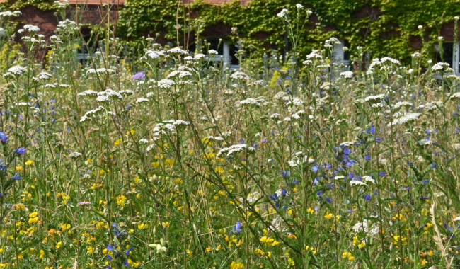 <p>Blühwiese</p>