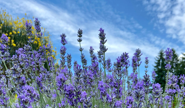 <p>Lavendel</p>