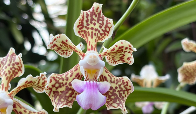 <p>Vanda tricolor - Orchidee</p>