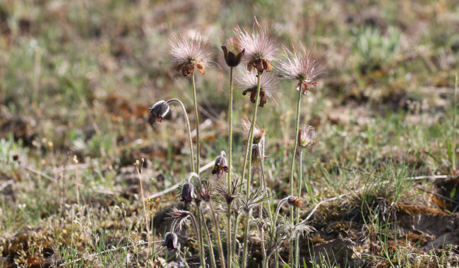 <p>Pulsatilla</p>