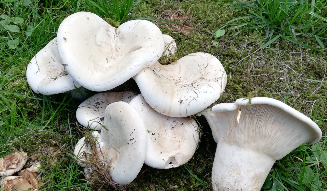<p>Mehrere Fruchtkörper eines Riesen Krempentrichterlings (Pilz) auf der grünen Wiese.</p>