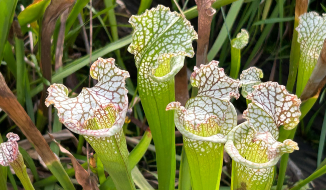 <p>Sarracenia leucophylla.</p>