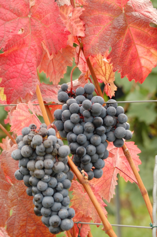 Weinrebe
