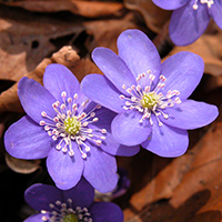 Leberblümchen (Hepatica nobilis)