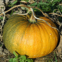 Steirischer Ölkürbis (Cucurbita pepo) 'Styriaca'