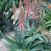 Echte Aloe