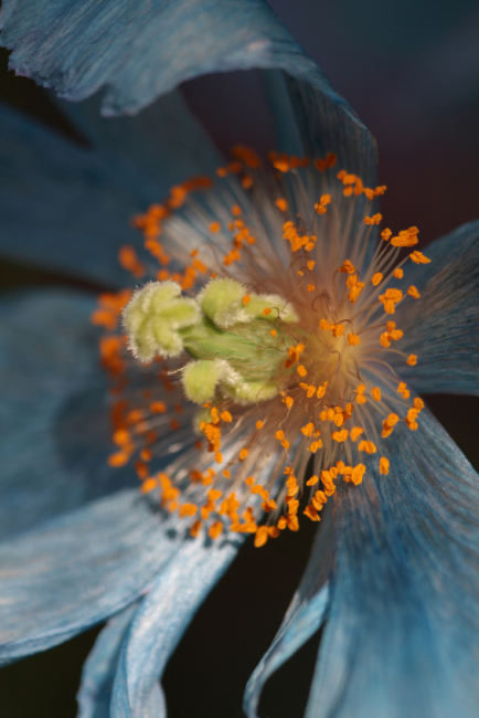 Blauer Mohn in Nahaufnahme: Himmelblaue Blütenblätter umgeben orangefarbene Staubblätter.