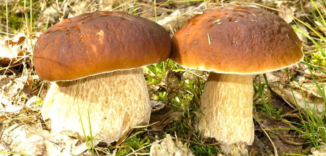 Zwei große Steinpilze mit dicken, hellen Stielen und glatten, braunen Hüten.