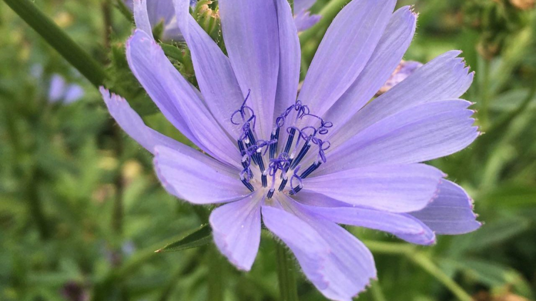 Himmelblaue Wegwarten-Blüte in Nahaufnahme mit gezackten Blütenblättern.