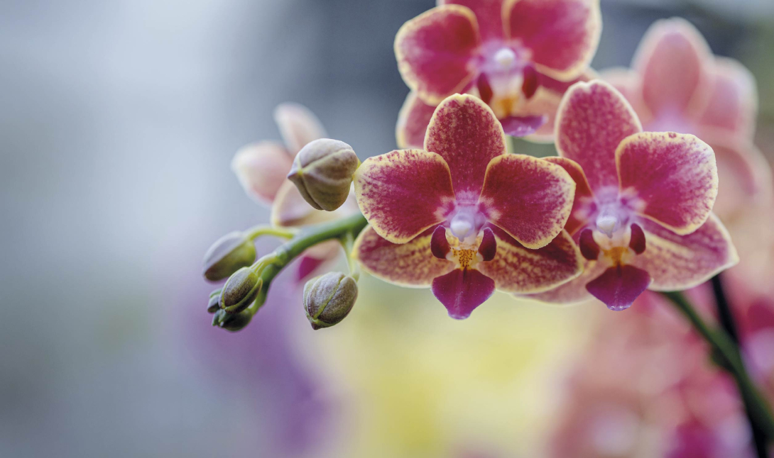 Orchidee Pflanze 