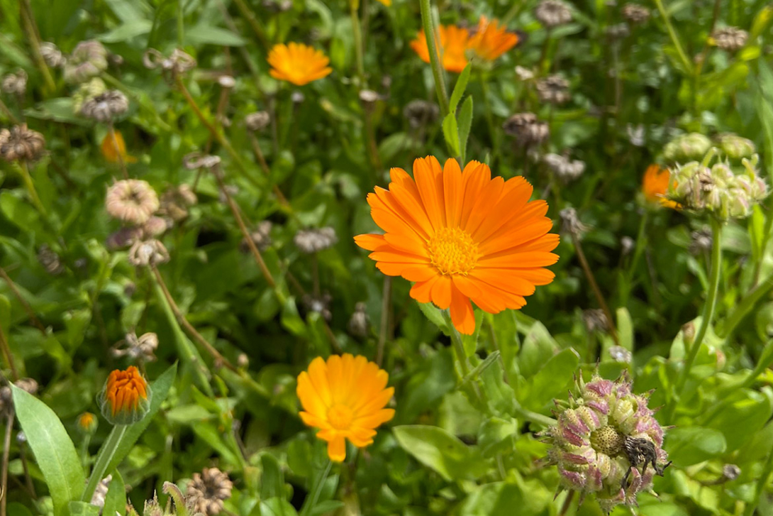 <p>Ringelblumen</p>