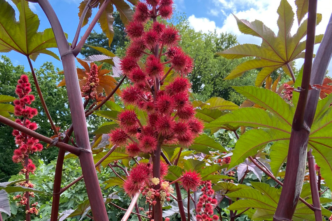 <p>Ricinus communis oder Wunderbaum</p>