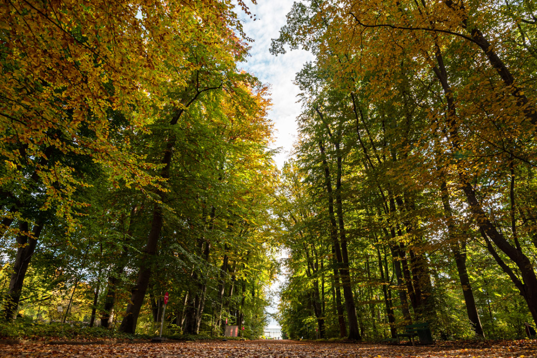 <p>Herbstlicher Botanischer Garten</p>