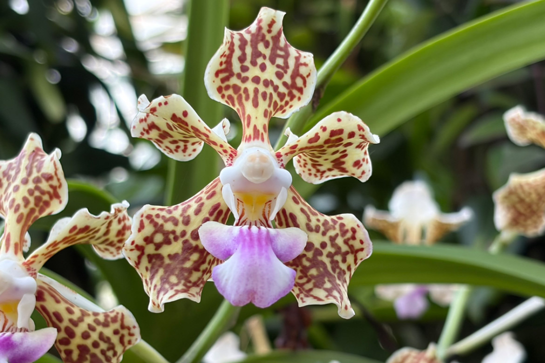 <p>Vanda tricolor - Orchidee</p>