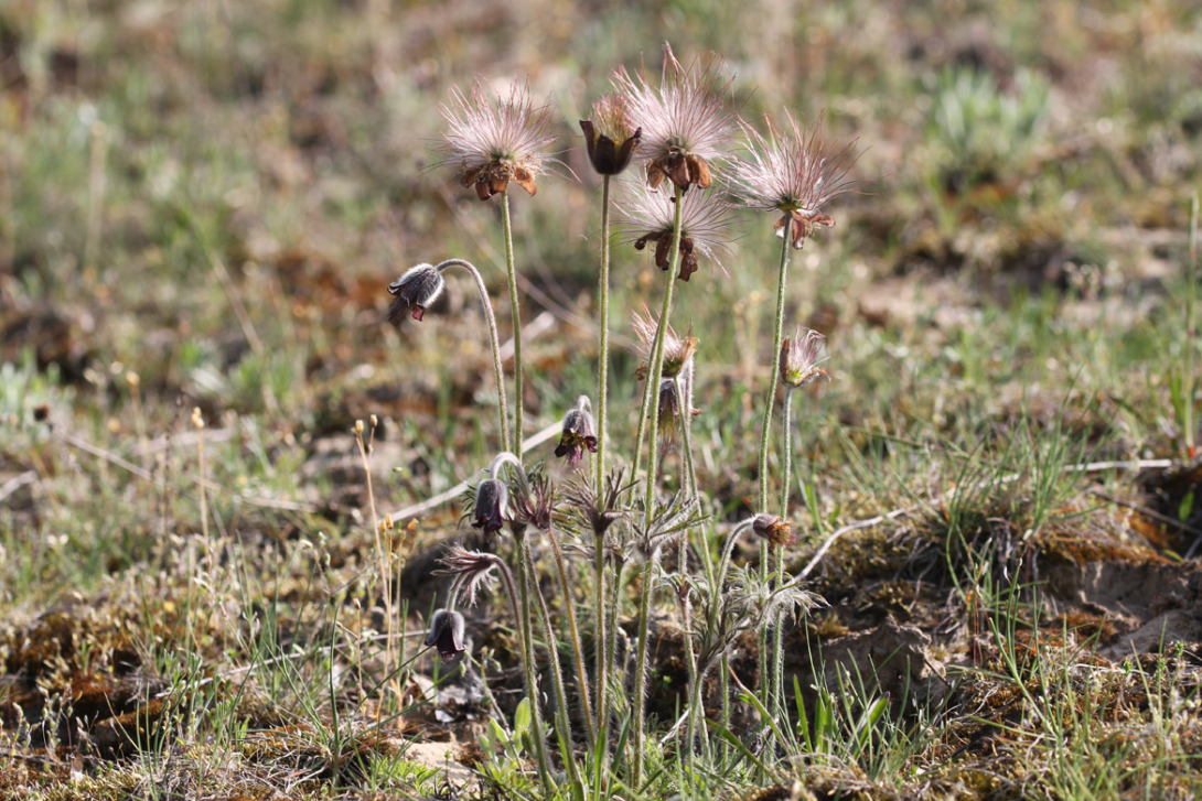 <p>Pulsatilla</p>